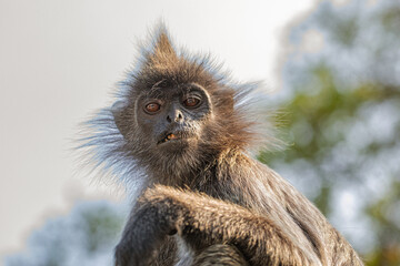 Closeup portrait of Tufted gray langur Semnopithecus priam