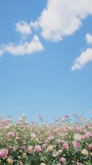 Fototapeta premium A Sea of Roses Under a Clear Sky