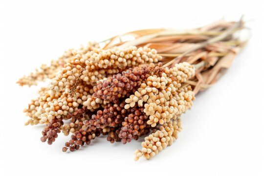 Sorghum bicolor, commonly called sorghum and also known as great millet, durra, jowari, jowar or milo. Isolated