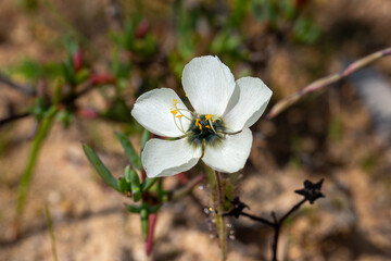 Carnivorous Plants: White flowering D. cistiflora in natural habitat