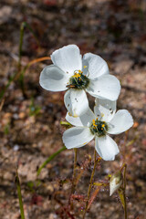 Carnivorous Plants: White flowering D. cistiflora in natural habitat