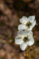 Two flowers of the carnivorous plant Drosera cistiflora in natural habitat near Malmesbury, Western...