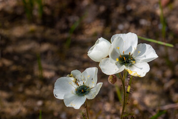 Two white flowers of Drosera cistiflora taken in natural habitat, front view, copypace