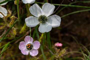White and light pink flowered D. cistiflora