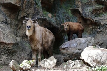 並び立つカメラ目線のターキンの親子