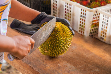 durian fruit partially opened up revealing resting inside thorny skins
