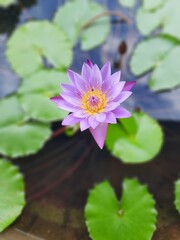 Lotus Flower