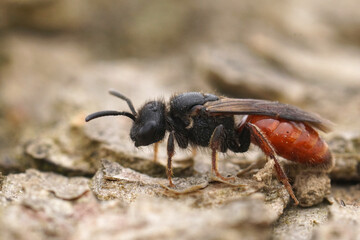 Closeup on a Mediterranean red-legged cleptoparasite blood bee , Sphecodes ruficrus