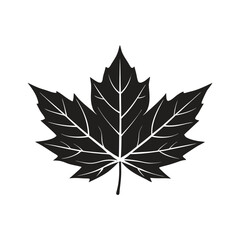 Maple Leaf Silhouette Vector Illustration on White Background