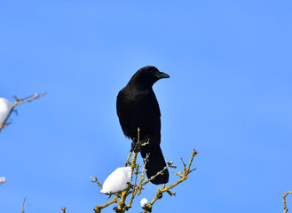 Rabenkrähe