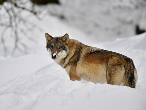 Grauwolf