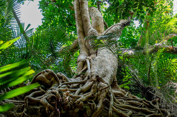 沖縄の西表島にあるジャングル