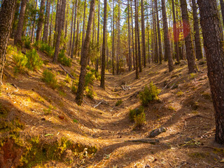 spring dense pine forest with light young needles