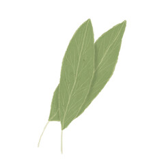 Obraz premium Bay leaf