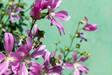 
pink flowers in spring on a light green wall background