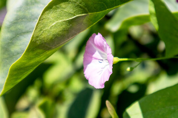 
A pink flower in the shape of a horn on green leaves