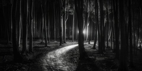 A Path Through the Dark Forest at Night