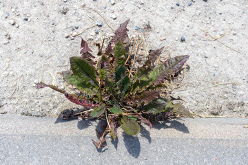 
close-up of dandelion leaves growing through concrete asphalt