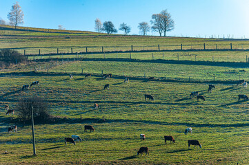 Krowy na polu, Dolina Popradu, jesień. © Maciej G. Szling