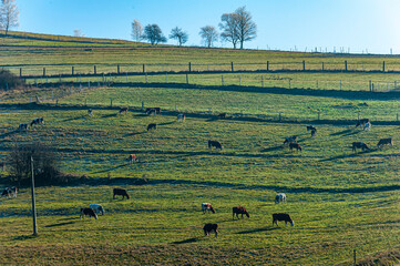 Krowy na polu, Dolina Popradu, jesień. © Maciej G. Szling