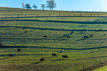 Krowy na polu, Dolina Popradu, jesień. © Maciej G. Szling