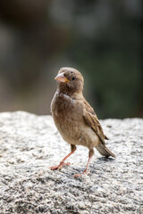 
one small sparrow poses standing on a rock