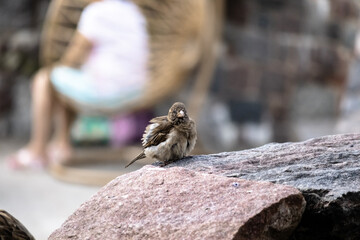 
sparrow with ruffled feathers sits uk stone