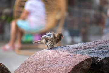 
sparrow with ruffled feathers sits uk stone