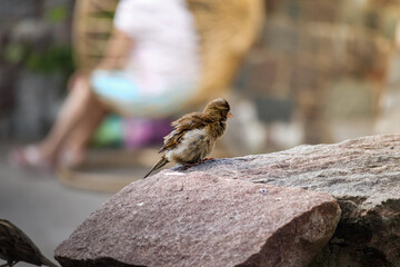 
sparrow with ruffled feathers sits uk stone