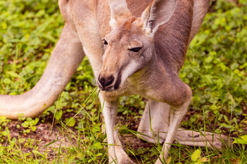 Portrait of an Australian medium sized kangaroo in selective focus