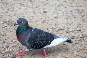 a pigeon walks along a gravel road with small pebbles on the ground