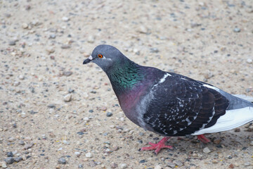a pigeon walks along a gravel road with small pebbles on the ground