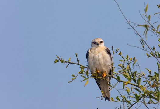 Black Winged Kite looking down at the camera