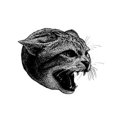 Abyssinian cat head hand drawing vector isolated on background.