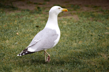 Fototapeta premium close-up of a seagull walking on the grass