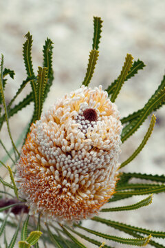 Close up of orange and white inflorescence and flowers of the Australian native Banksia hookeriana, family Proteaceae. Endemic to Geraldton plains, southwest Western Australia. Common name is Hookers 