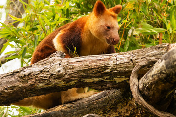 Goodfellow's Tree Kangaroo, portrait of very cute rare red animal.