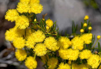 Yellow feather flowers of the Australian native Verticordia galeata, family Myrtaceae, tribe Chamelaucieae, endemic to Kalbarri, Western Australia. Spring summer flowering