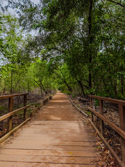 Natural Perspective: Post-Rain Wooden Path in Coc&oacute; Nature Preserve