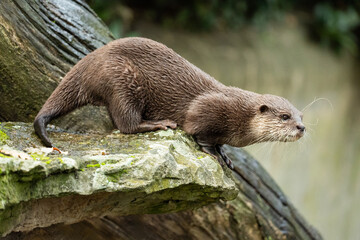 Asian small clawed otter Amblonyx cinerea, small clawed otter