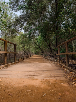 Wooden Trail and Trees in Coc&oacute; Nature Reserve