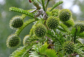 Female cones of Australian native Wollemi Pine, family Araucariaceae. Wollemia nobilis is an ancient conifer endemic to Australia. Conservation status is critically endangered. 