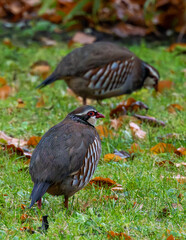 Red legged partridges in an autumn garden