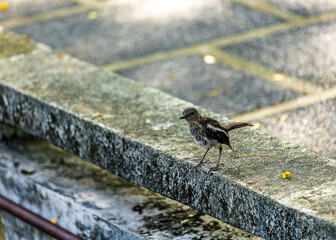 A curious Oriental Magpie-Robin, with its distinctive black and white plumage, perches on a concrete ledge, its beady eyes scanning the surroundings. The bird's vibrant colors contrast beautifully aga
