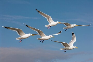 Fototapeta premium Elegant Snow-White Seagulls in Perfect Flight Formation