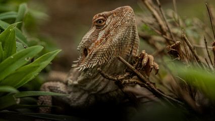 Bearded Dragon