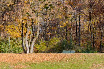 Naklejka premium Golden Hour in an Autumn Park with Fallen Leaves