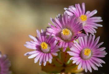 Obraz premium Triangular kisses, the deltoid-leaved dewplant, dassievygie or sandsteenvygie (Oscularia deltoides) is a member of the fig-marigold family (Aizoceae) and is native to the south-western Cape.