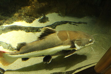 Pimelodidae catfish in the water aquarium view from above from the side. Keeping fish in an aquarium