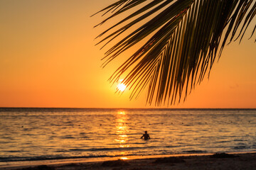 A palm tree is shown with the sun setting behind it